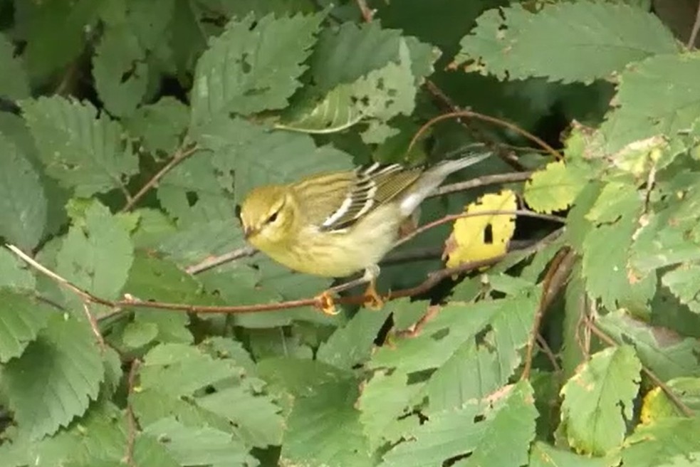 Blackpoll Warbler - ML641792251