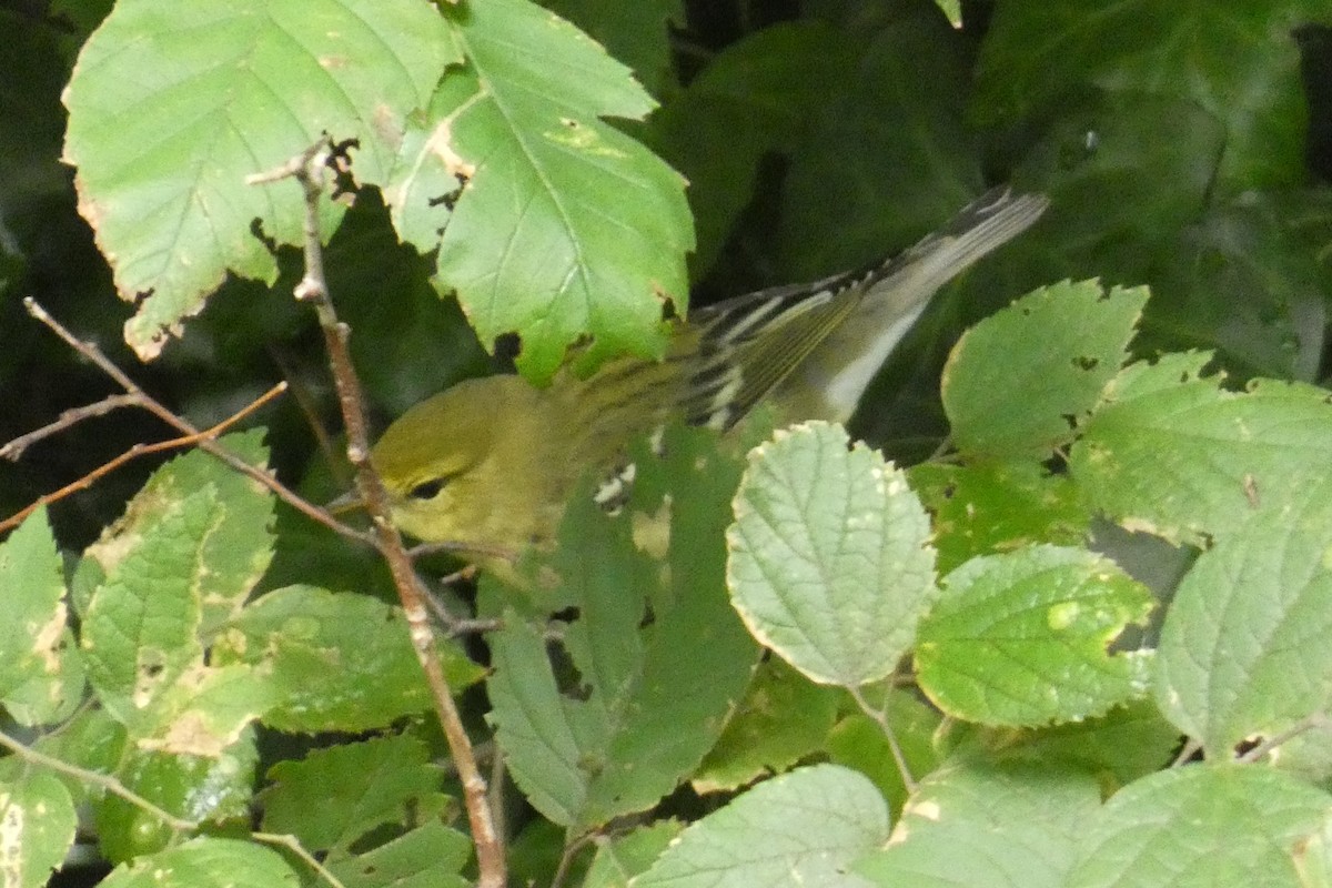 Blackpoll Warbler - ML641792252