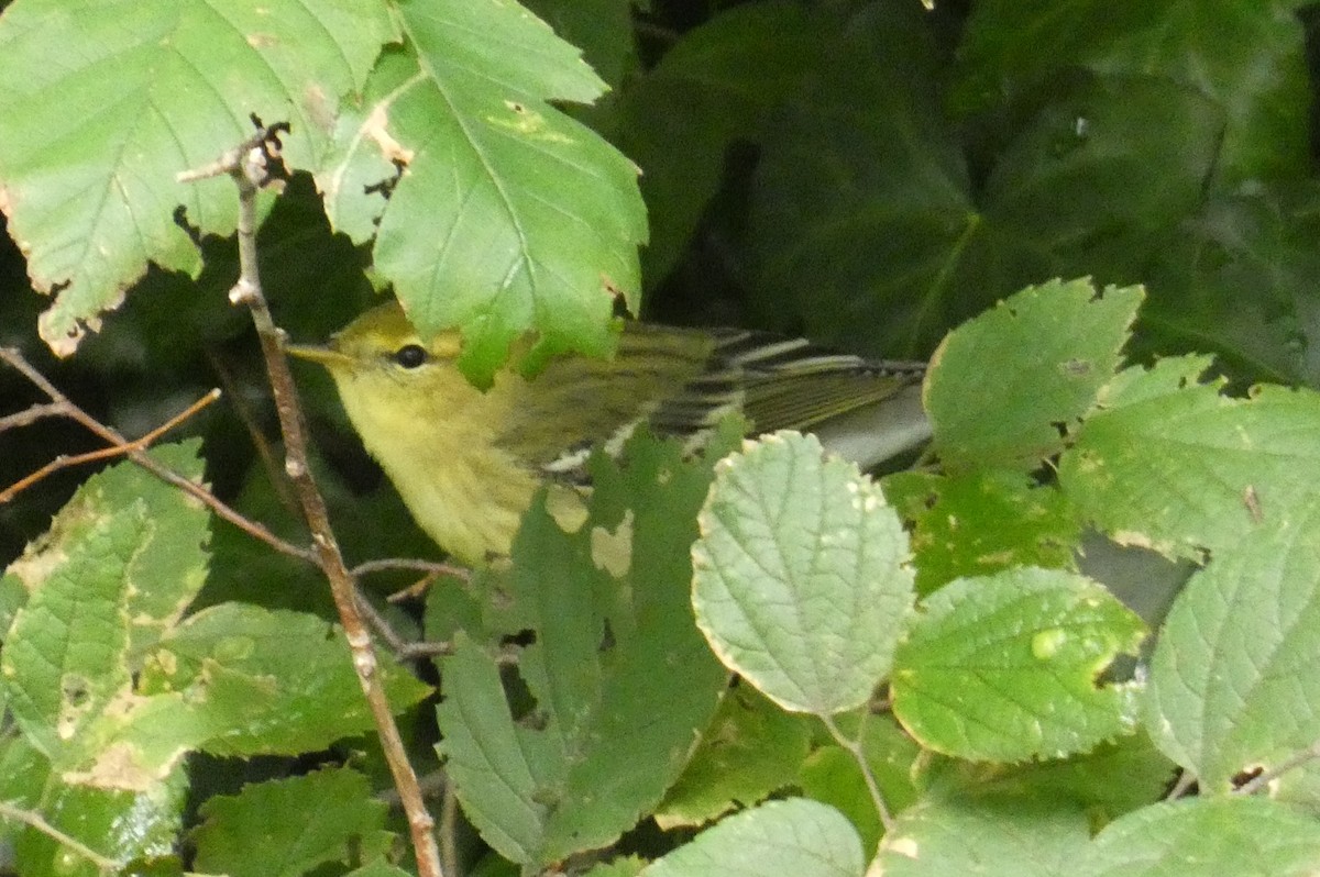 Blackpoll Warbler - ML641792253