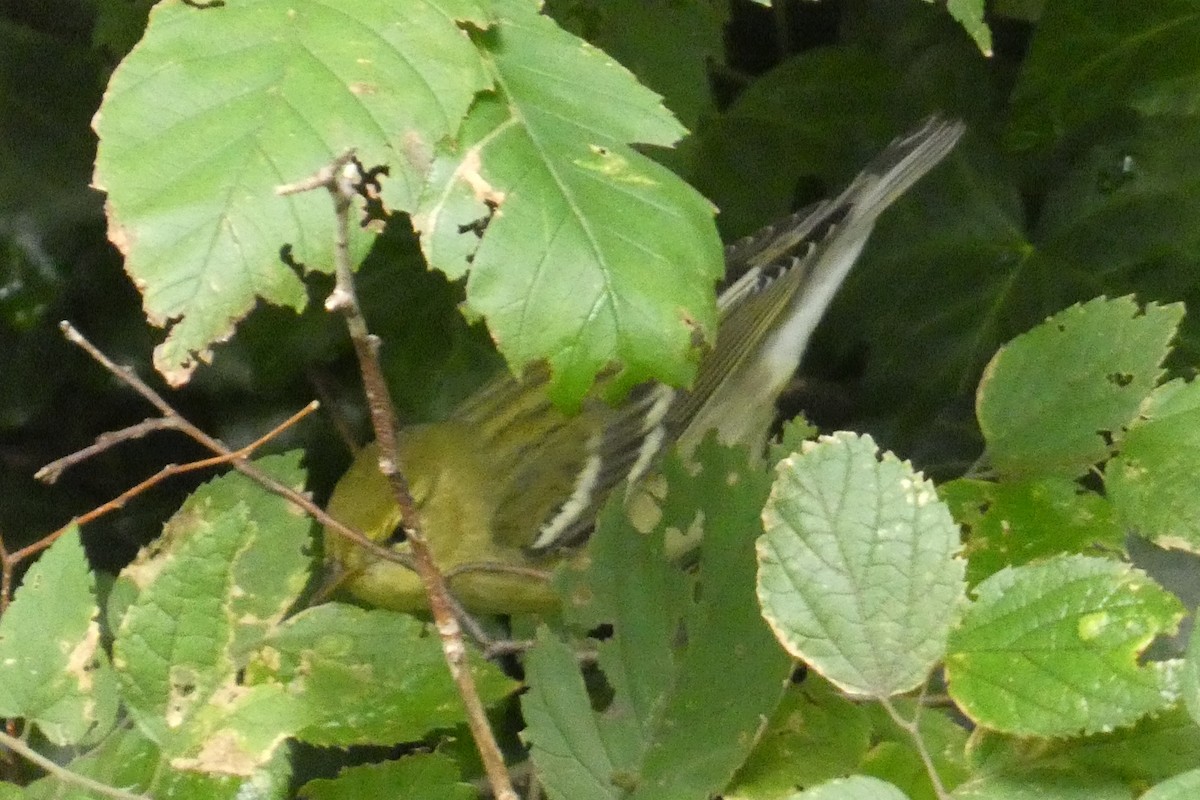 Blackpoll Warbler - ML641792254