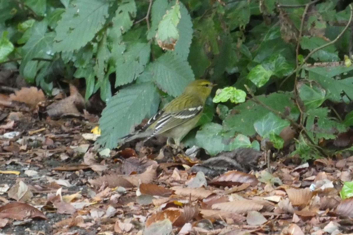 Blackpoll Warbler - ML641792255