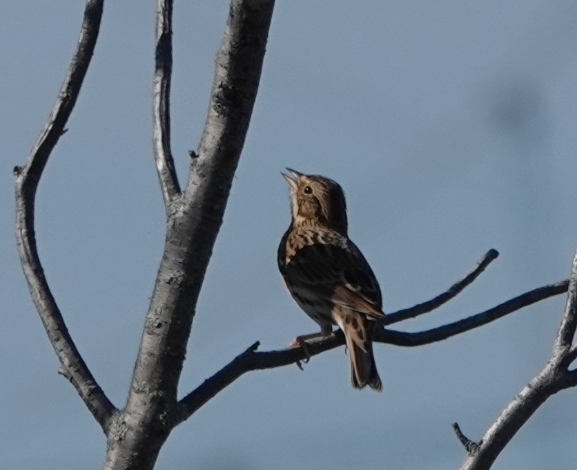 Vesper Sparrow - ML641792257