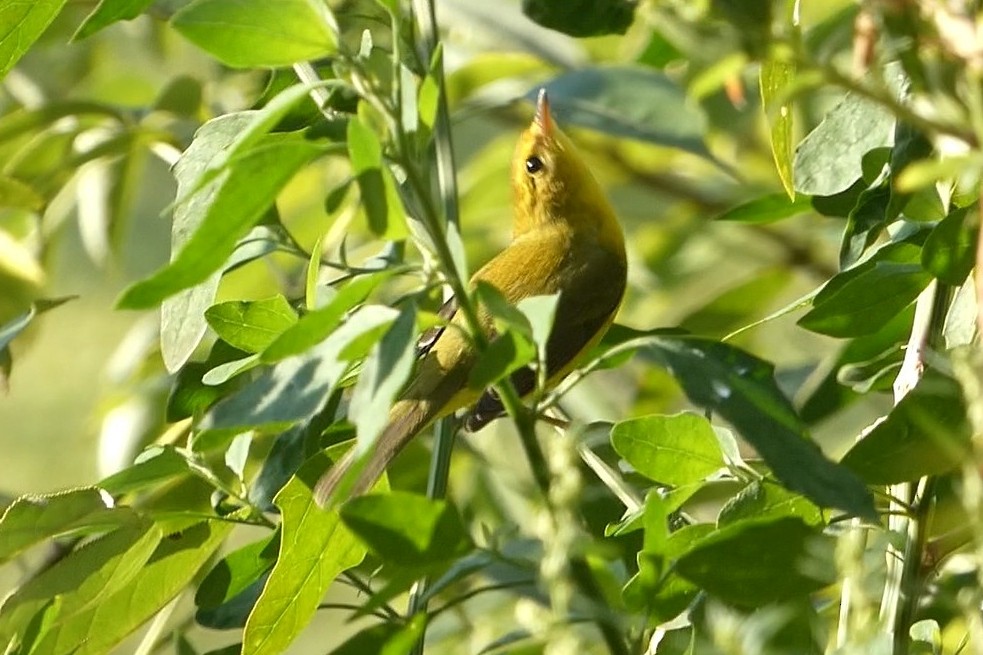 Wilson's Warbler - ML641792260
