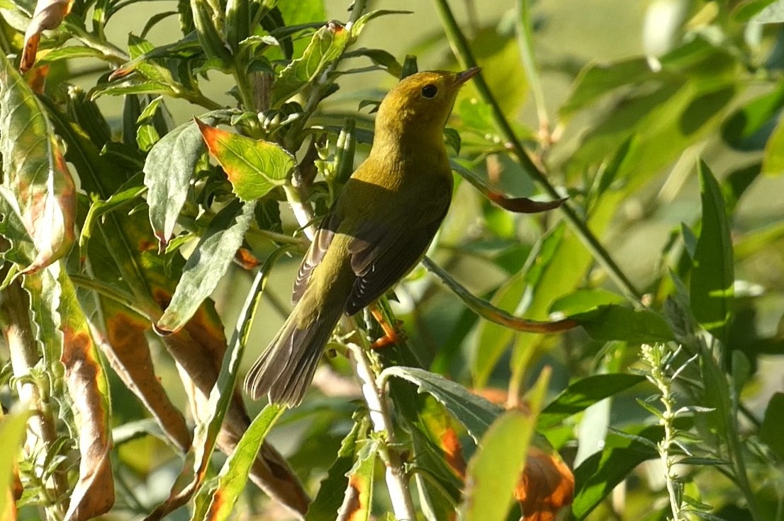 Wilson's Warbler - ML641792261