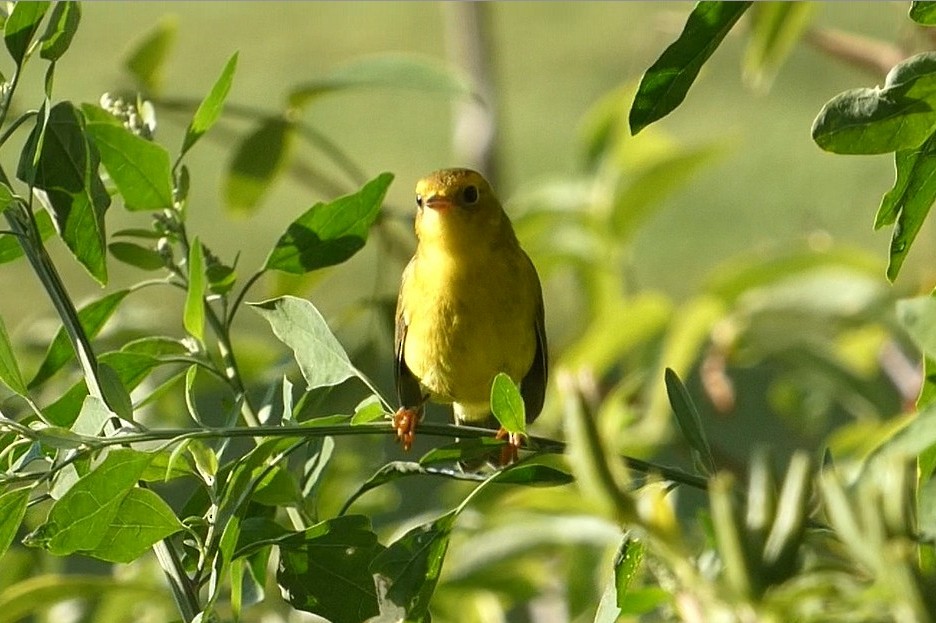 Wilson's Warbler - ML641792262