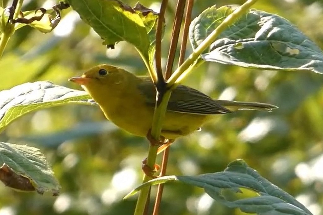 Wilson's Warbler - ML641792263