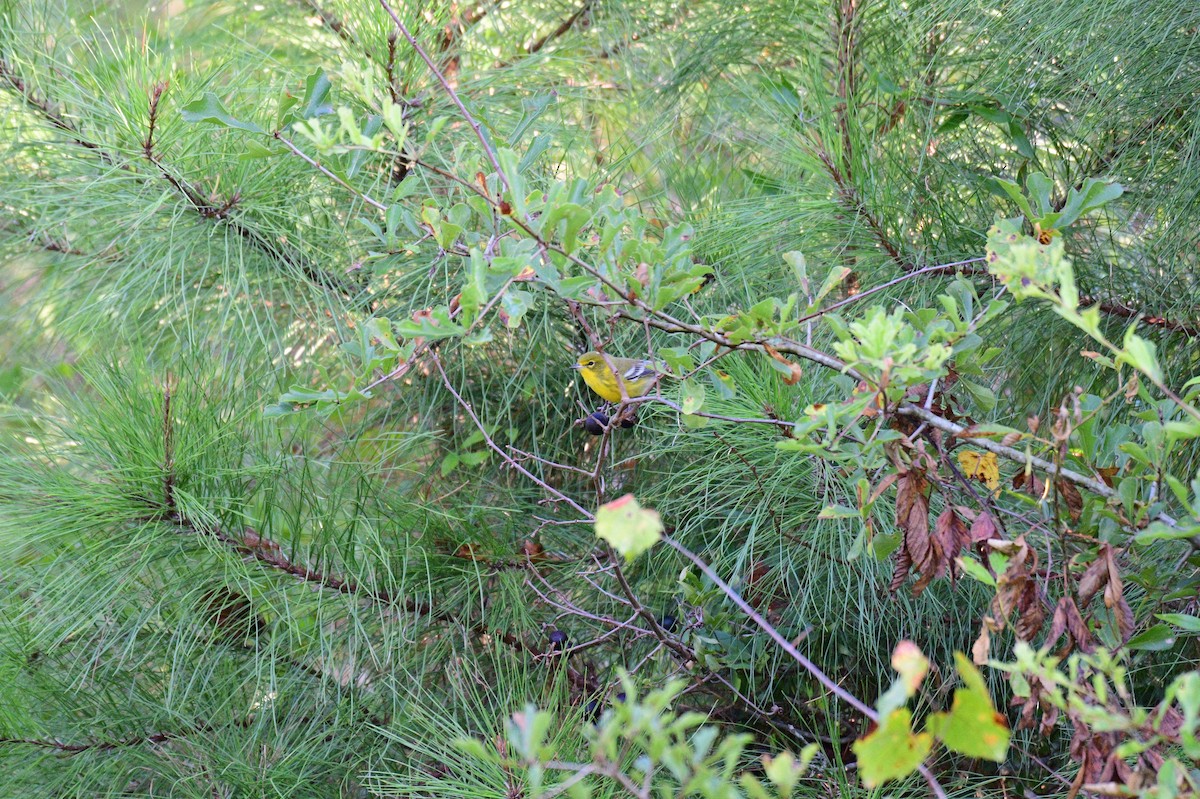 Pine Warbler - ML641792278
