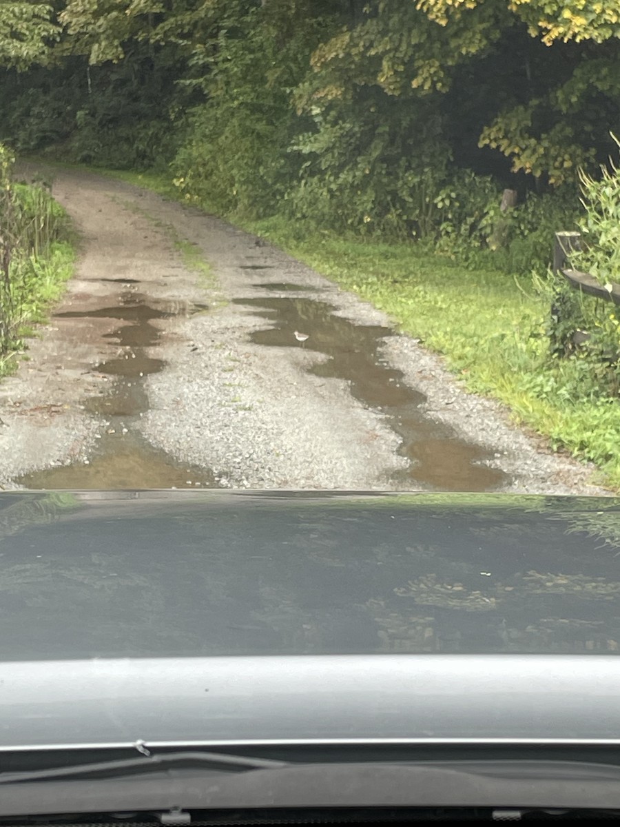 Spotted Sandpiper - ML641792281