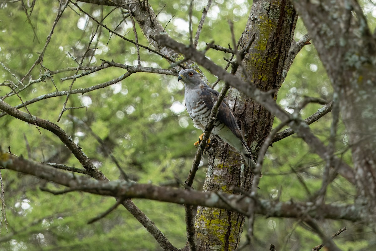African Cuckoo-Hawk - ML641792300