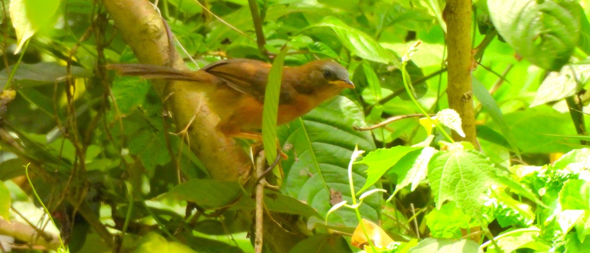 Rufous Babbler - ML641792319
