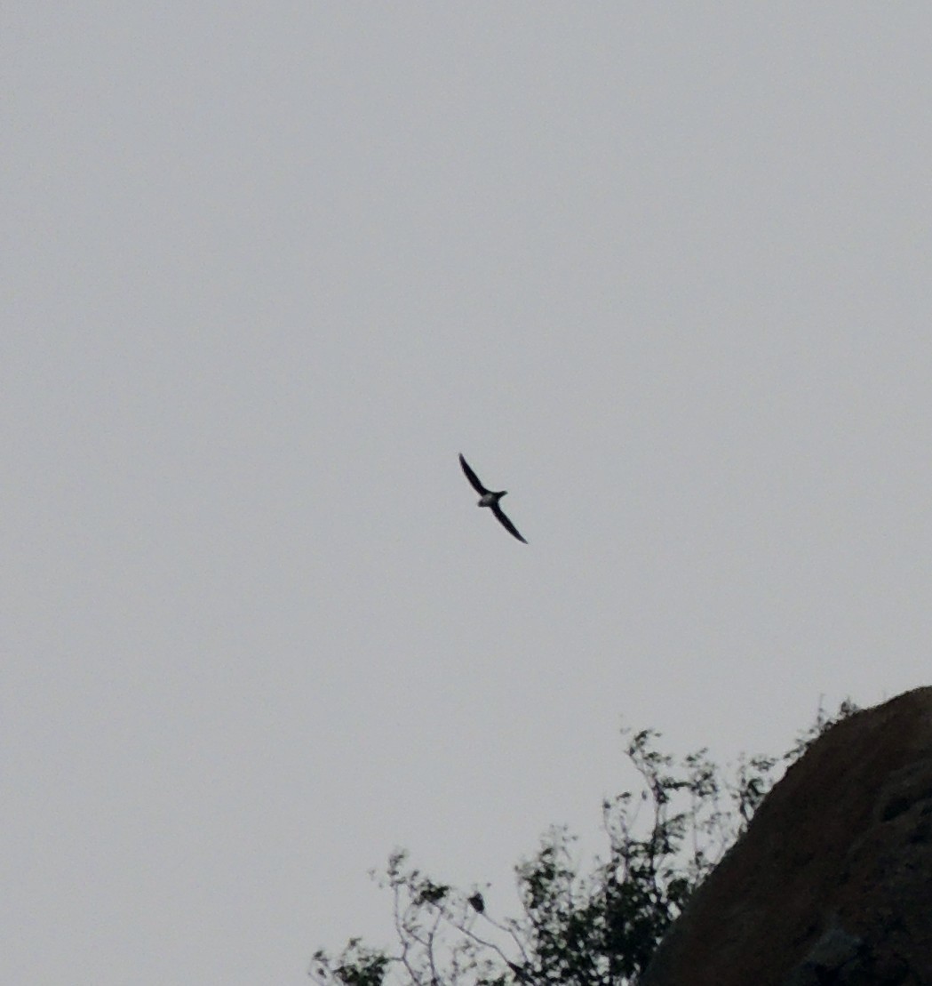 Alpine Swift - ML641792340