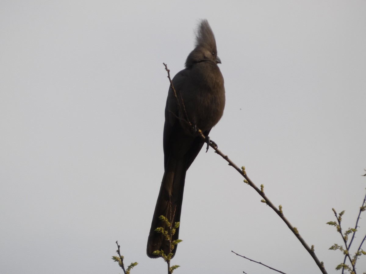 Gray Go-away-bird - ML641792344