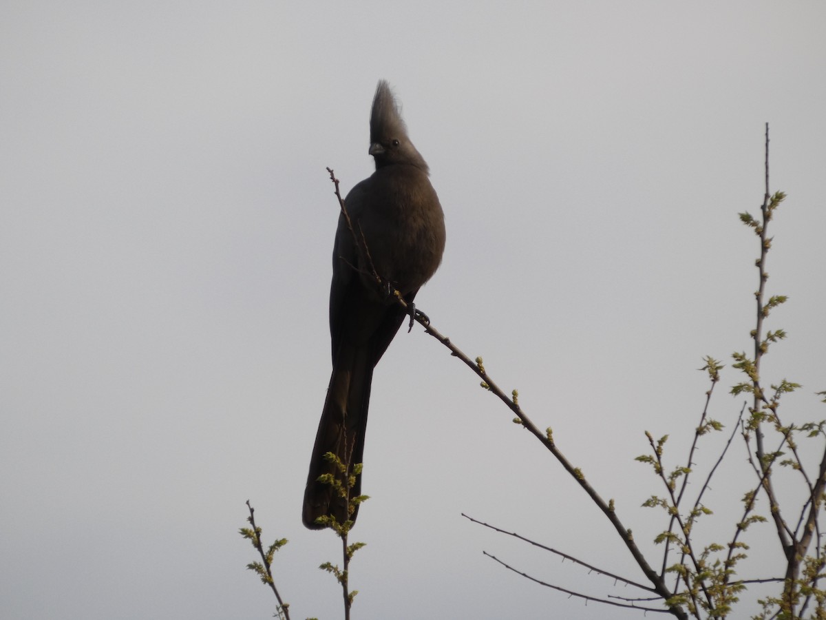 Gray Go-away-bird - ML641792345