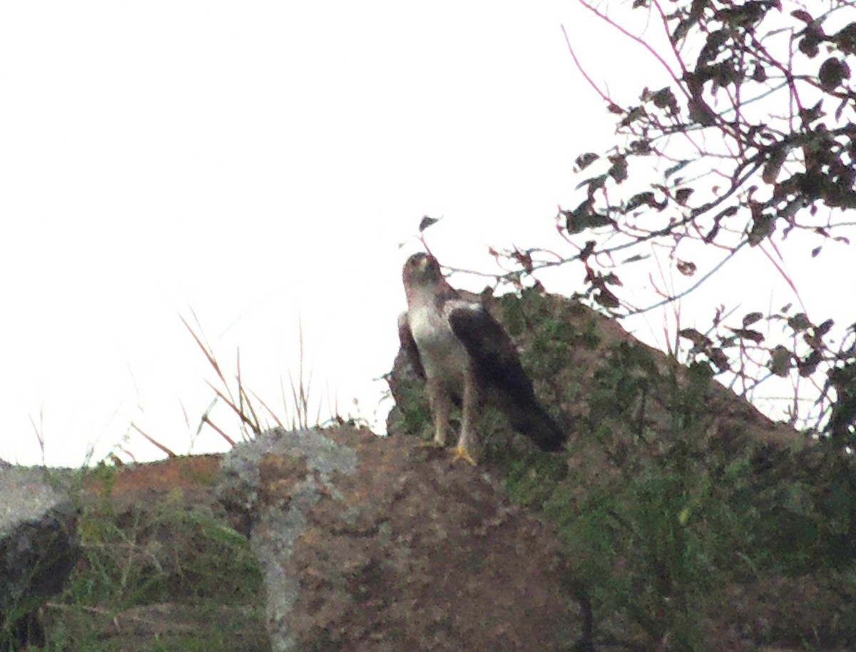 Bonelli's Eagle - ML641792347