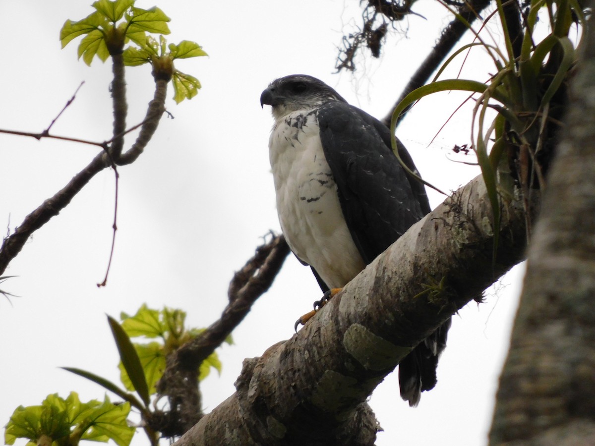 Gray-backed Hawk - ML641792350
