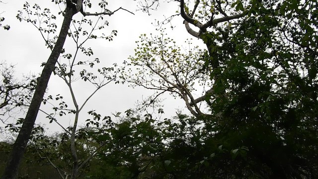 Gray-backed Hawk - ML641792356