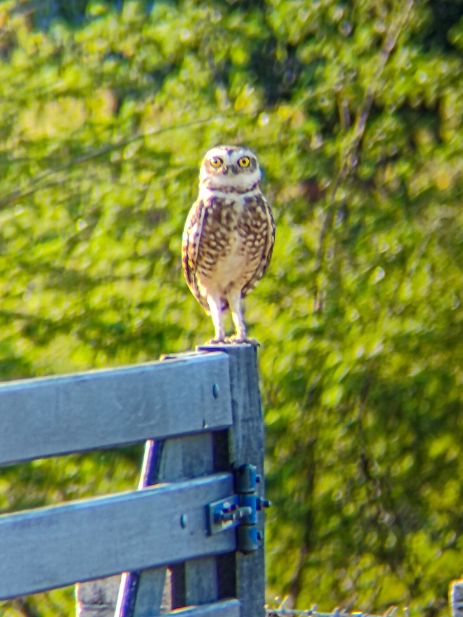 Burrowing Owl - ML641792359