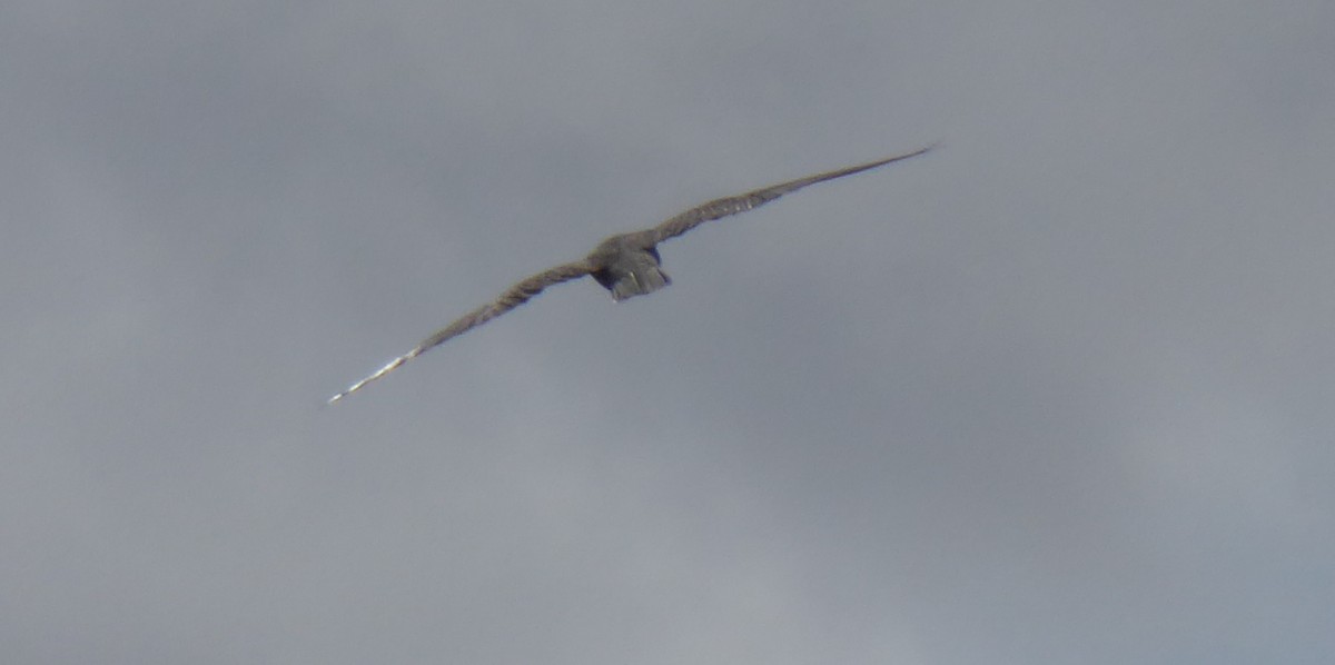 Eurasian Hobby - ML641792360