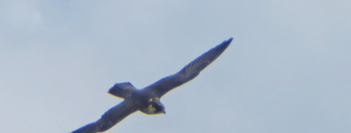 Eurasian Hobby - ML641792361