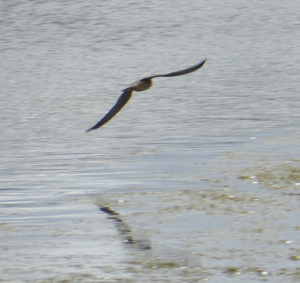 Eurasian Hobby - ML641792363