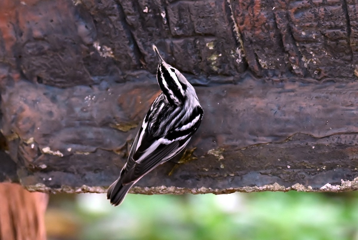 Black-and-white Warbler - ML641792425