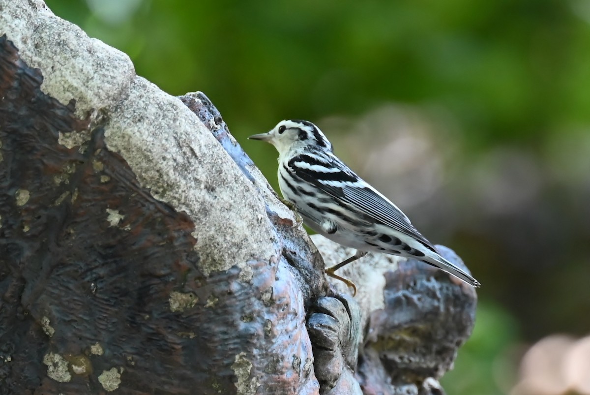 Black-and-white Warbler - ML641792426