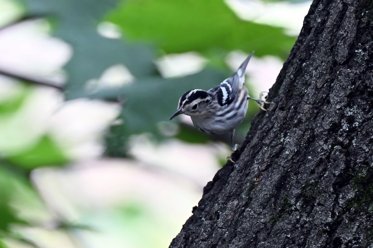 Black-and-white Warbler - ML641792427