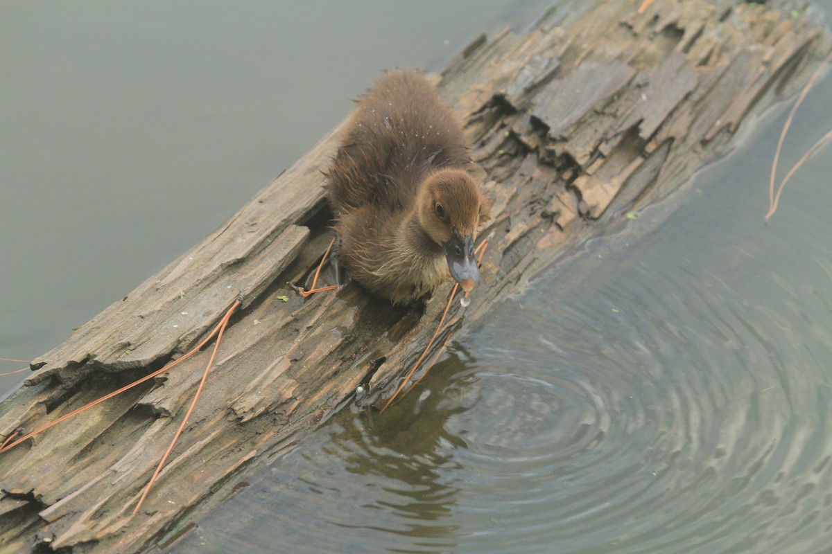 duck sp. - ML641792437