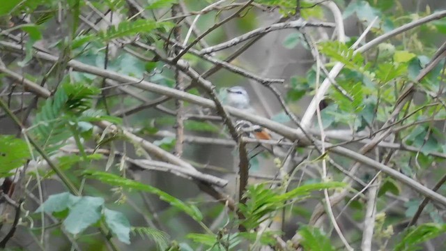 Tyranneau à ailes rousses - ML641792443