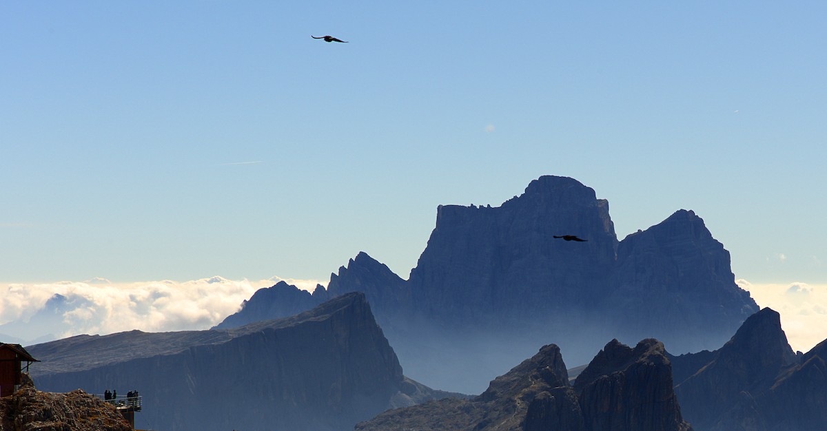 Yellow-billed Chough - ML641792465