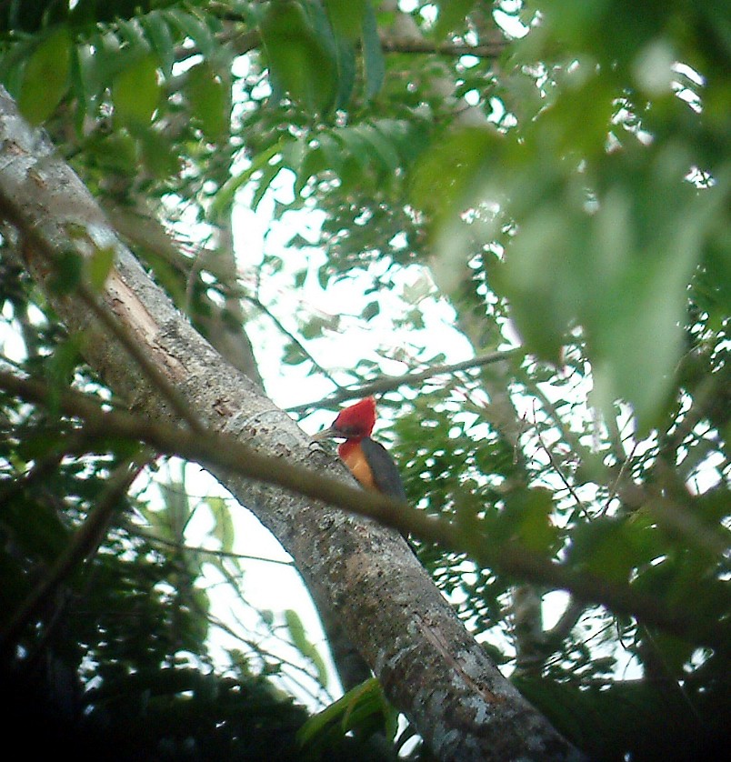 Red-necked Woodpecker - ML641792499