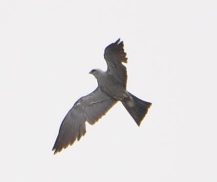 Mississippi Kite - ML641792500