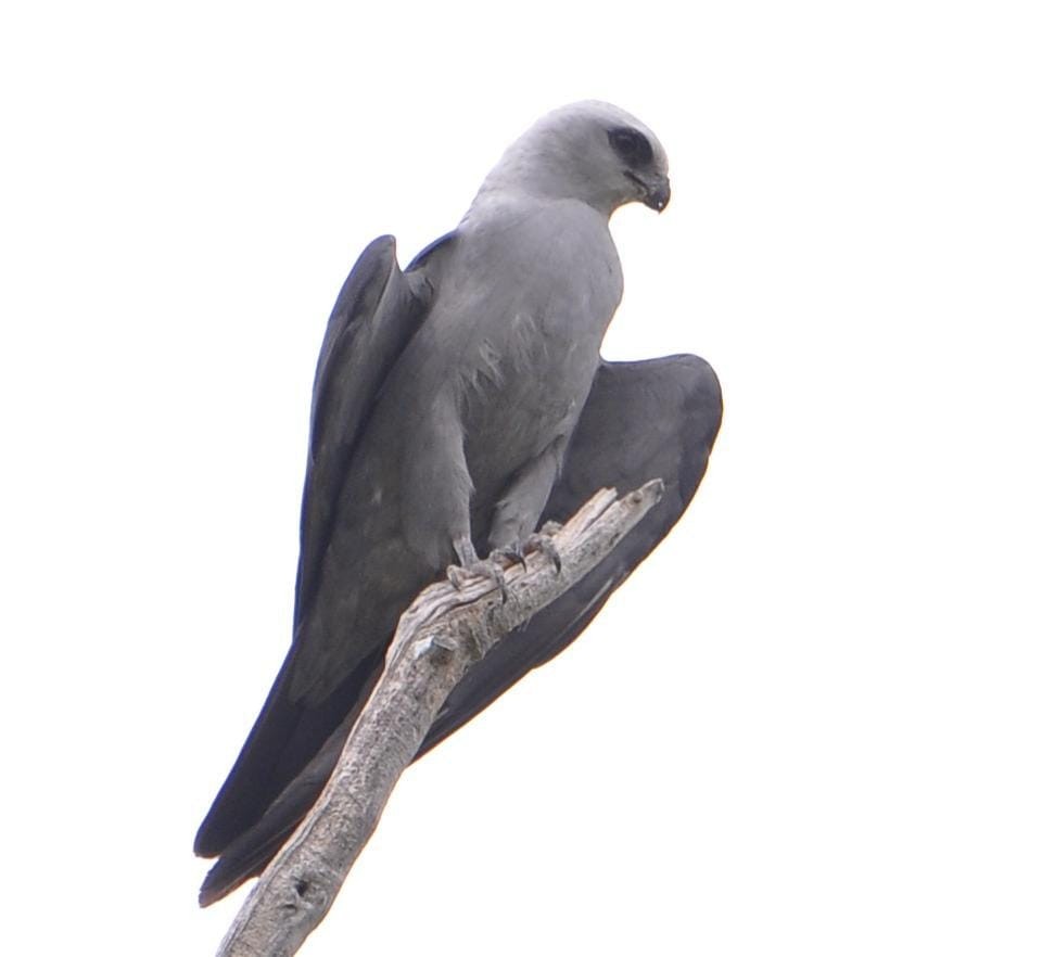 Mississippi Kite - ML641792501