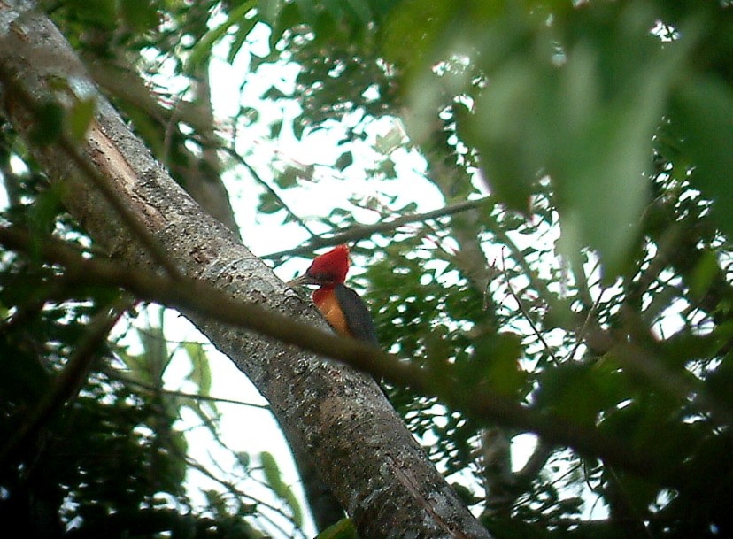 Red-necked Woodpecker - ML641792512
