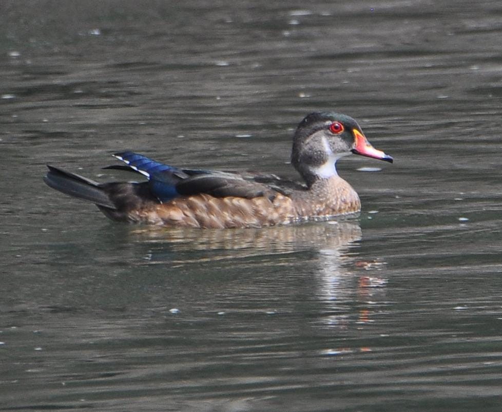 Wood Duck - ML641792546