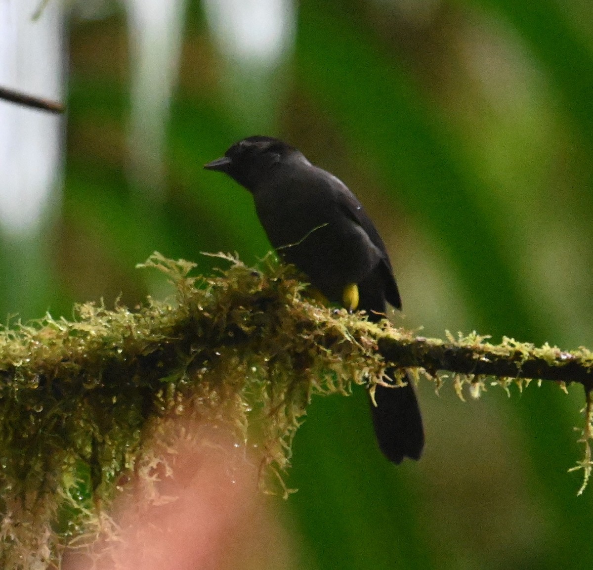Yellow-thighed Brushfinch - ML641792586