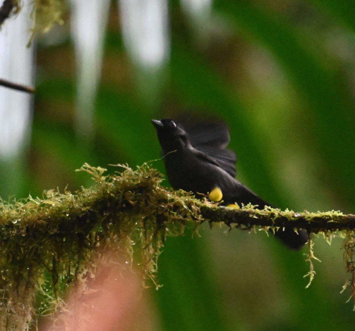Yellow-thighed Brushfinch - ML641792587