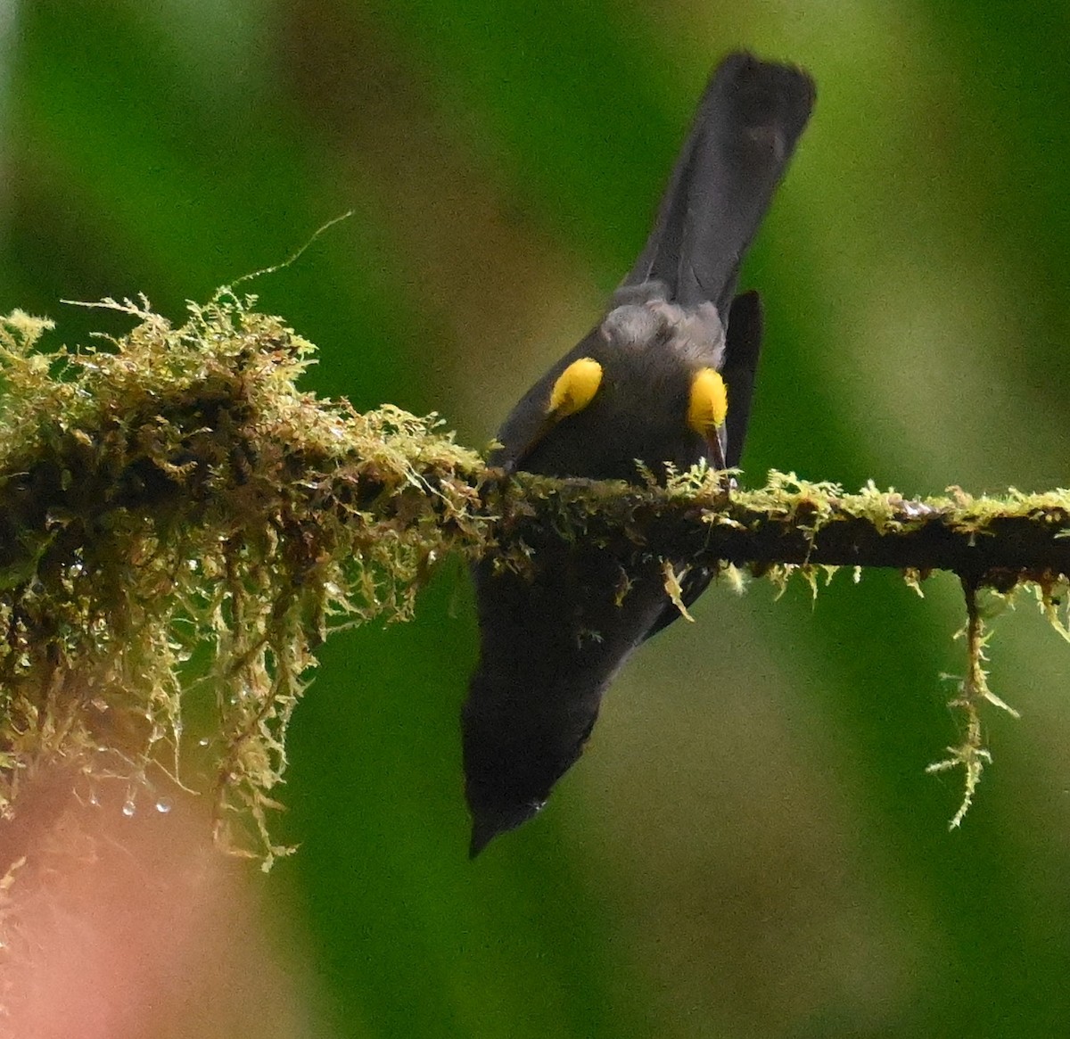 Yellow-thighed Brushfinch - ML641792589