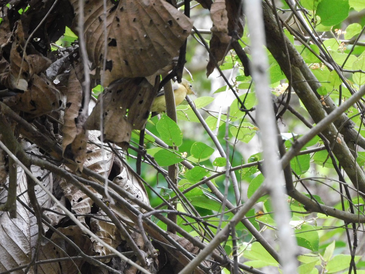 Black-tailed Flycatcher - ML641792593