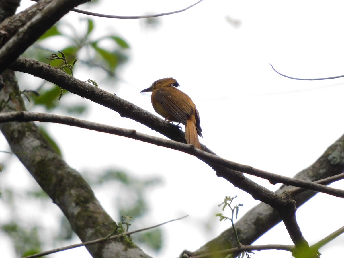 Tropical Royal Flycatcher - ML641792638