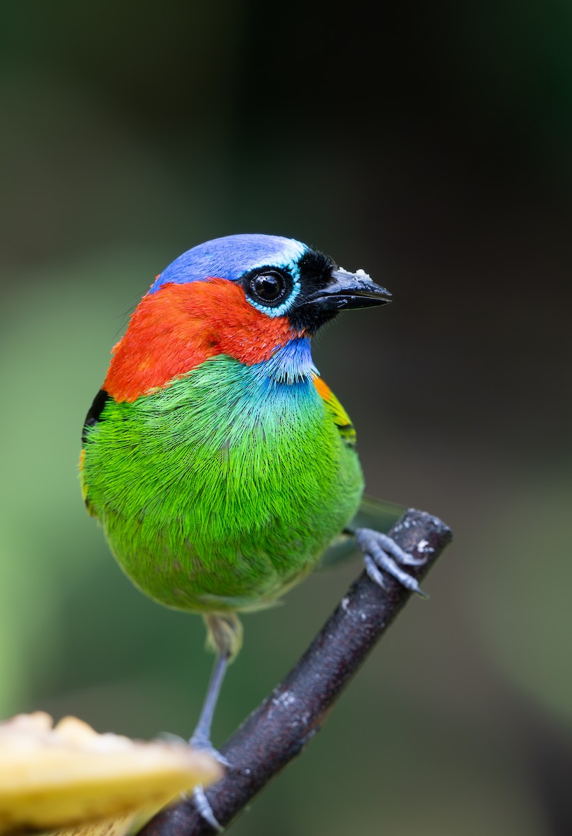 Red-necked Tanager - ML641792640