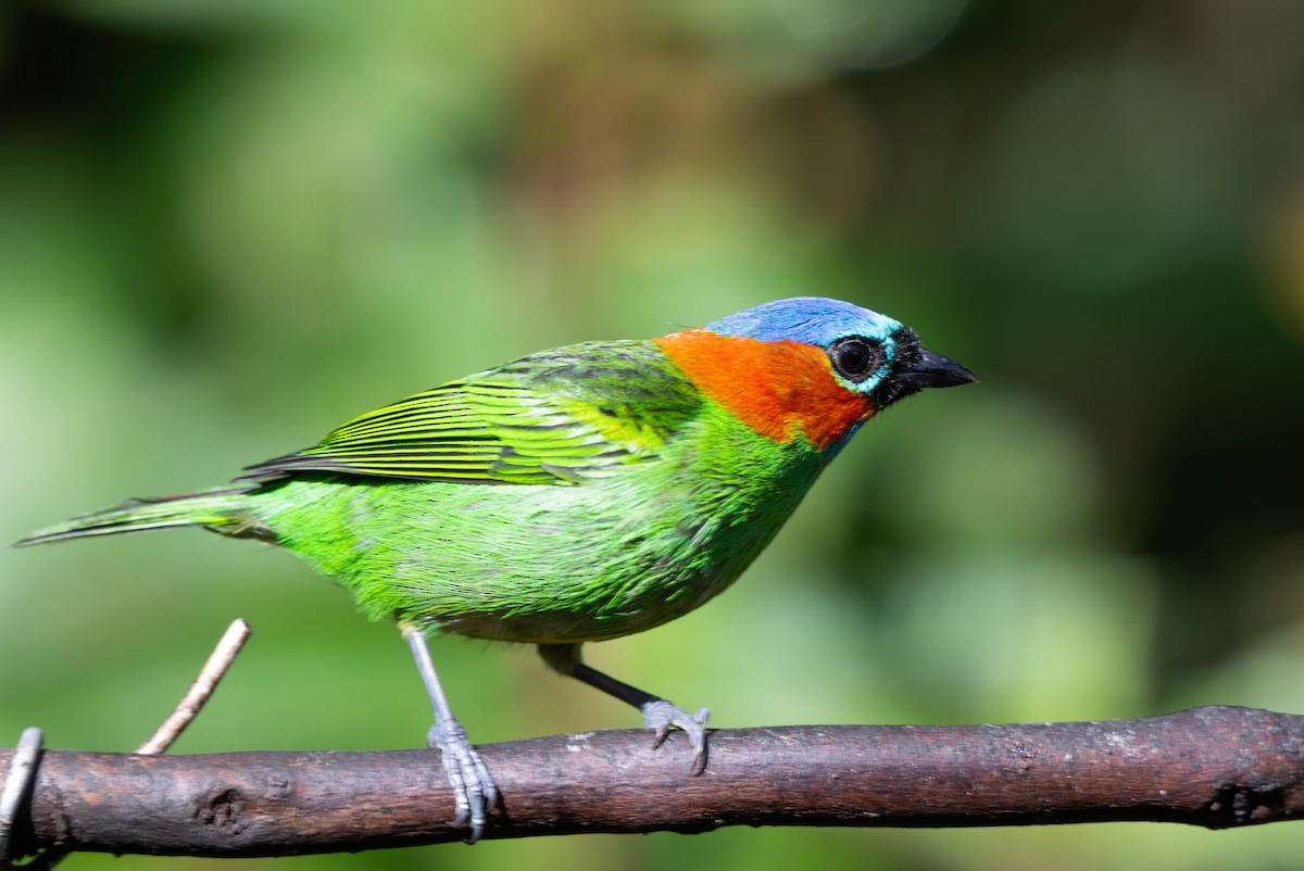 Red-necked Tanager - ML641792650