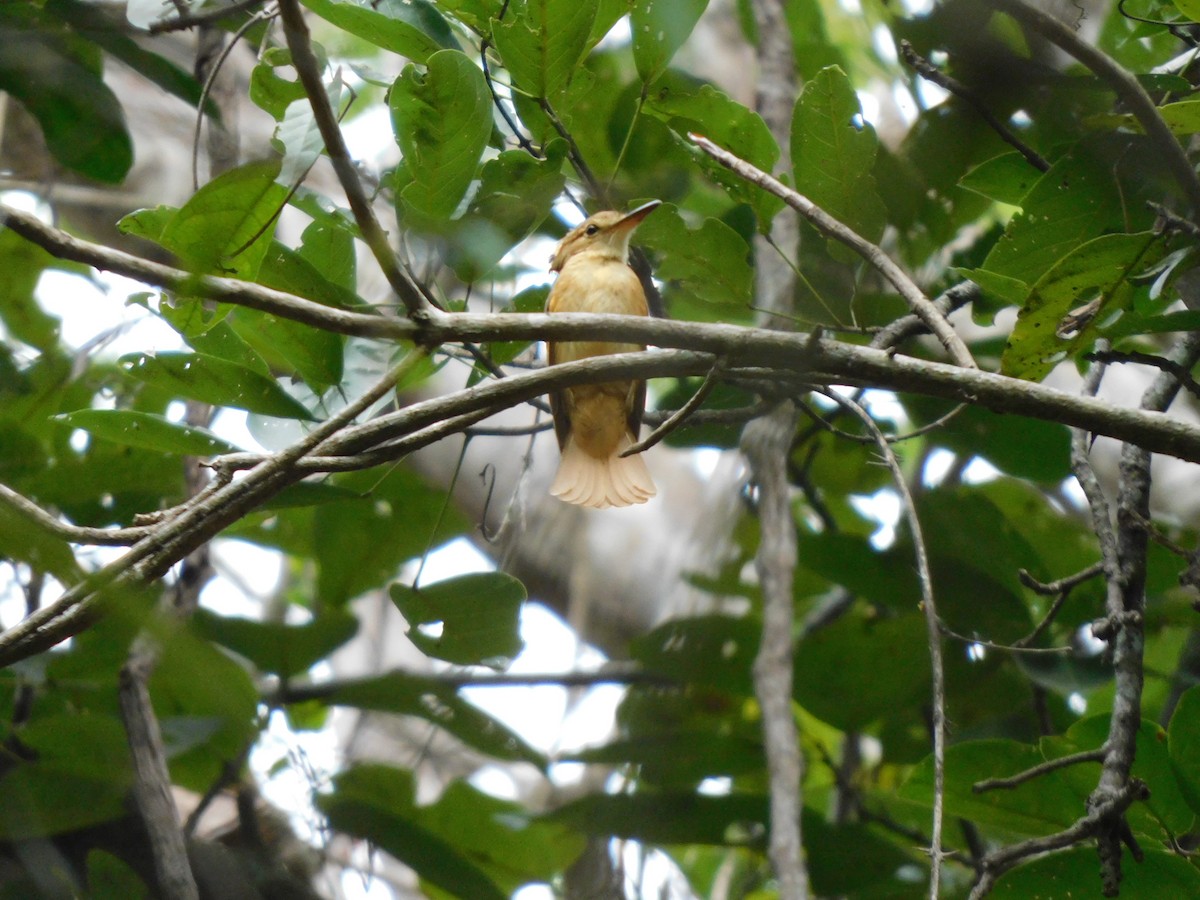 Tropical Royal Flycatcher - ML641792651