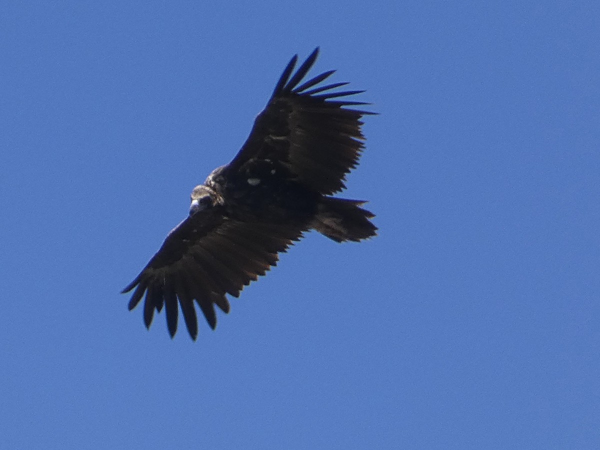 Cinereous Vulture - ML641792697