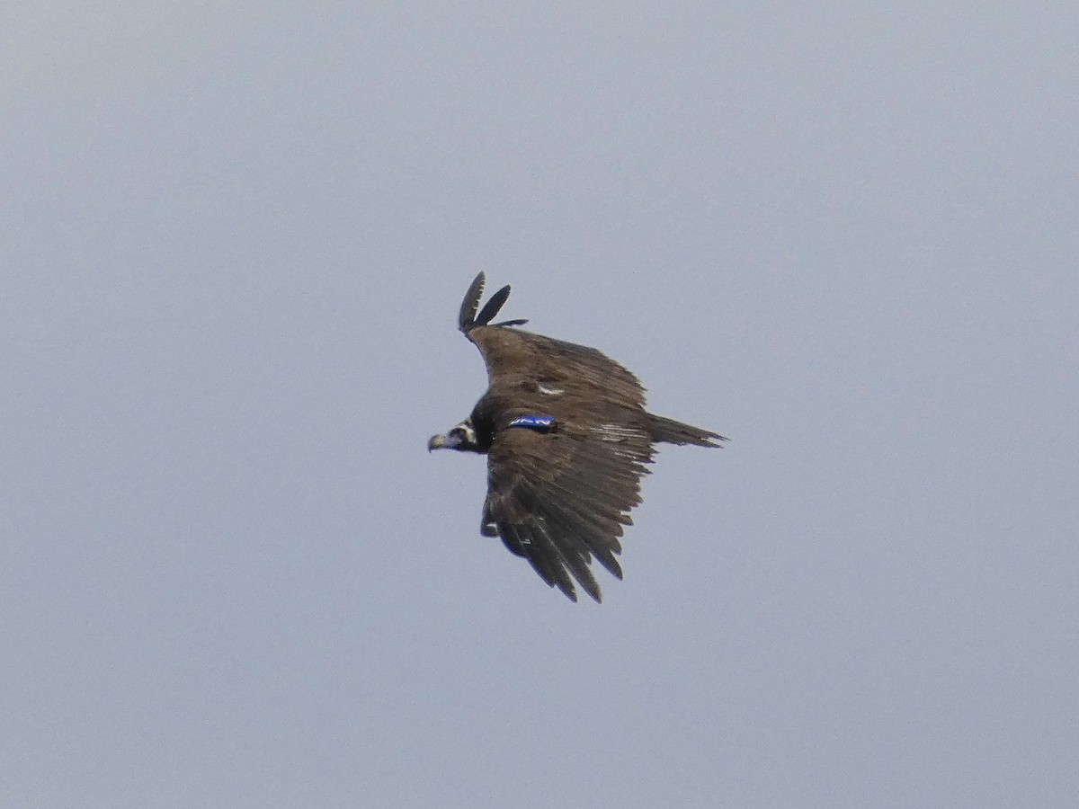 Cinereous Vulture - ML641792698