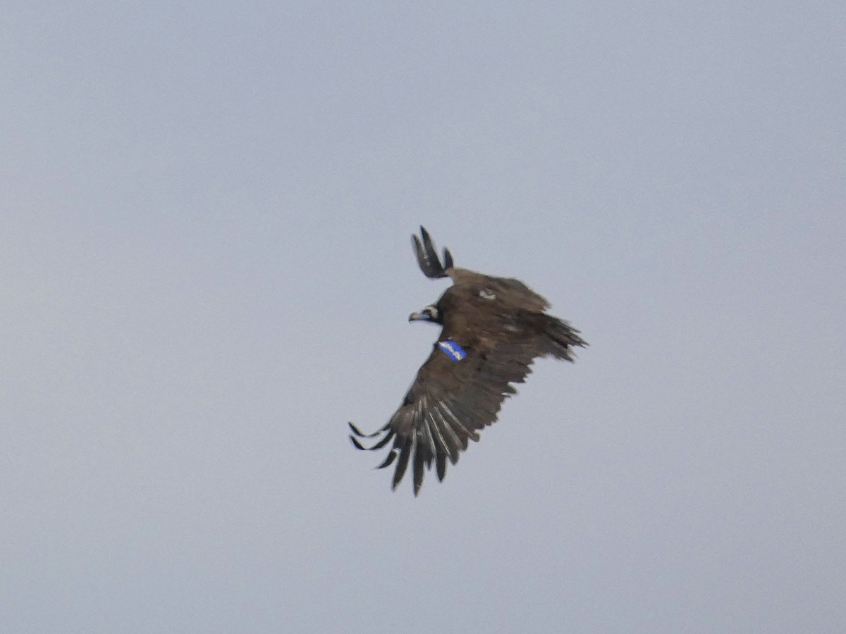 Cinereous Vulture - ML641792700