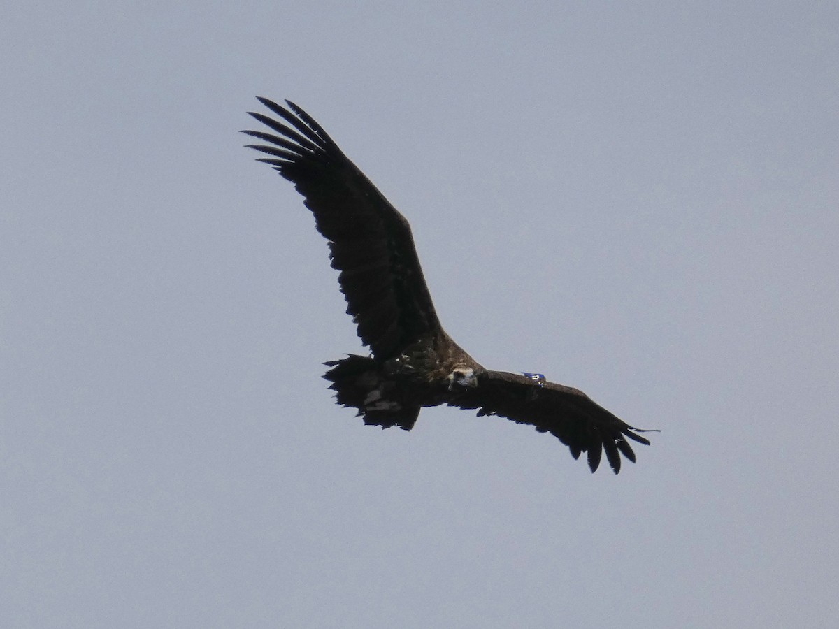 Cinereous Vulture - ML641792701