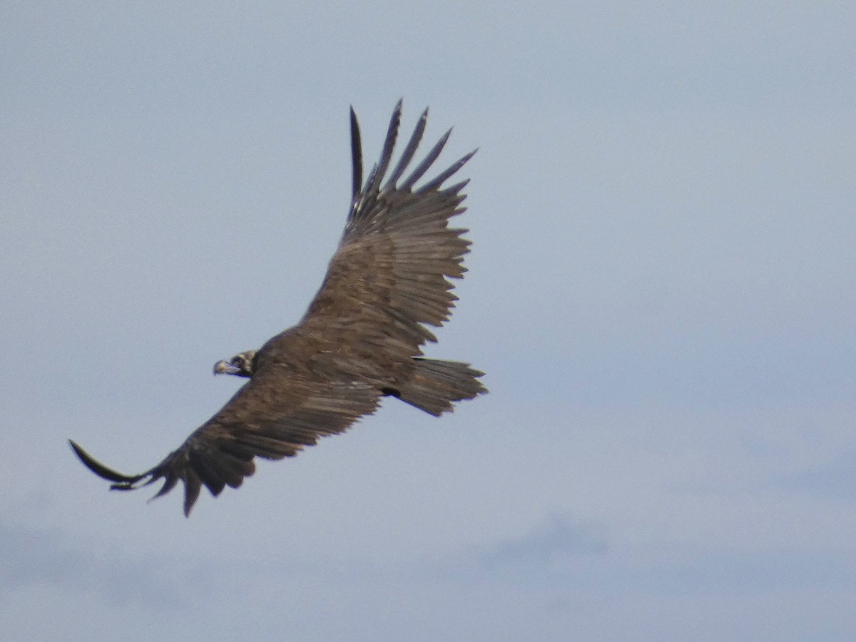 Cinereous Vulture - ML641792702