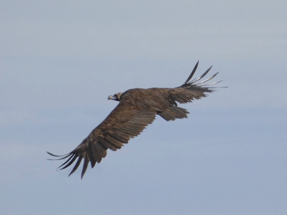Cinereous Vulture - ML641792703