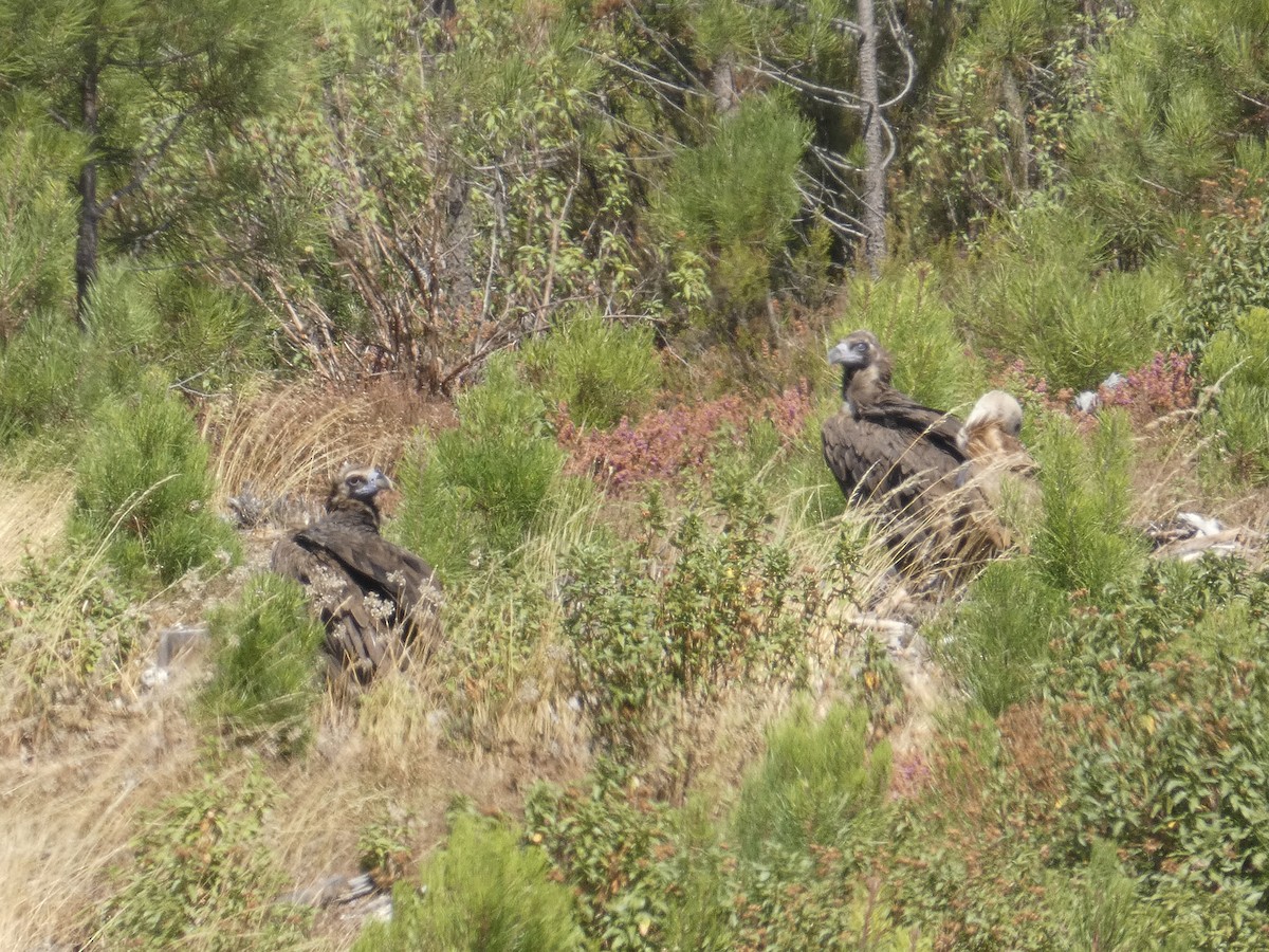 Cinereous Vulture - ML641792704